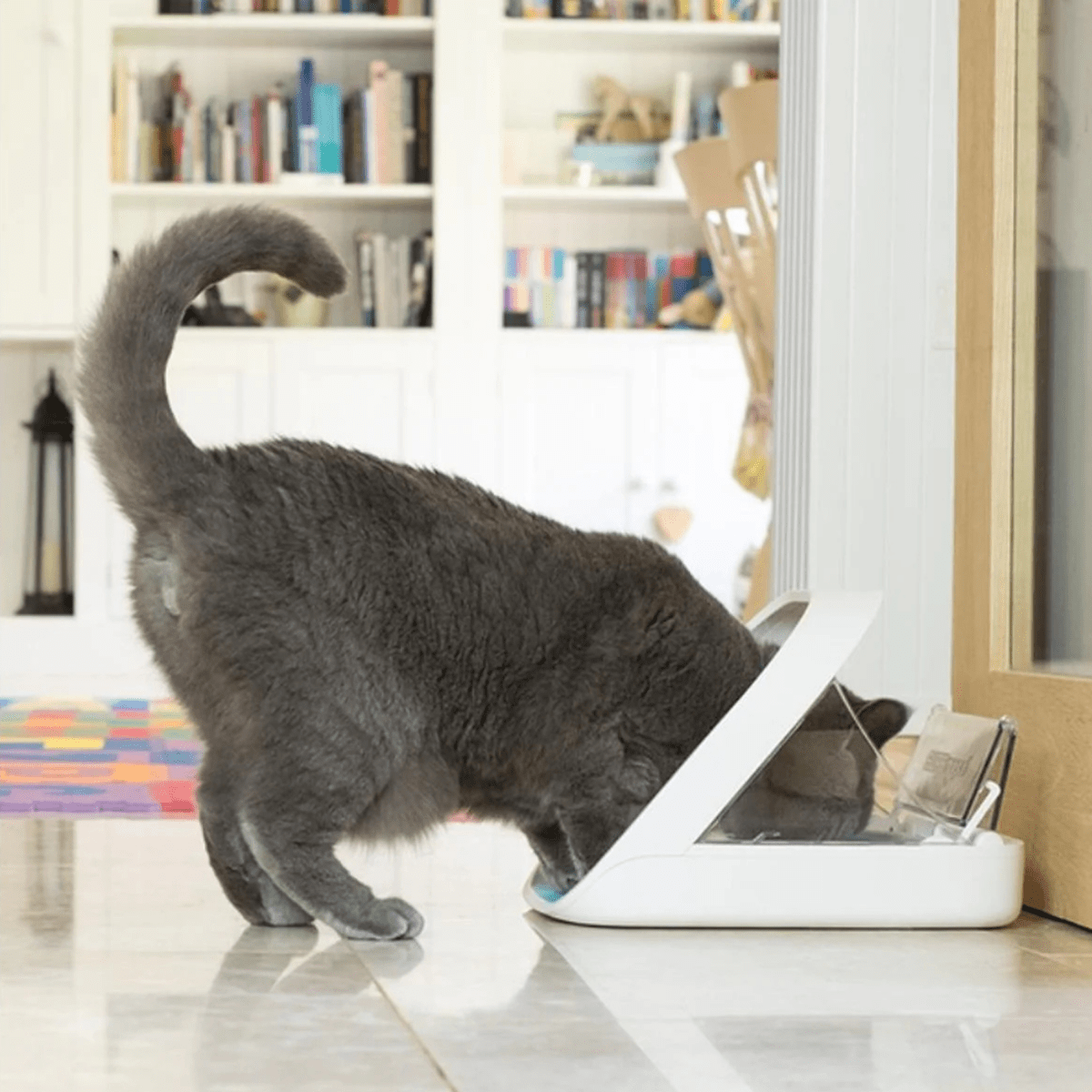 SureFeed Microchip Pet Feeder - Pet Supply